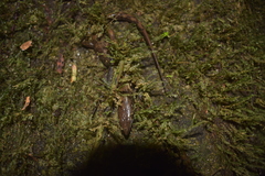 Tropidophorus beccarii