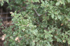 Quercus pungens
