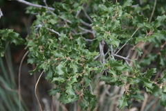 Quercus pungens