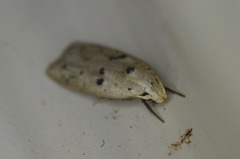 Scythropiodes issikii