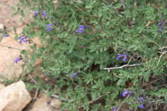 Salvia lycioides