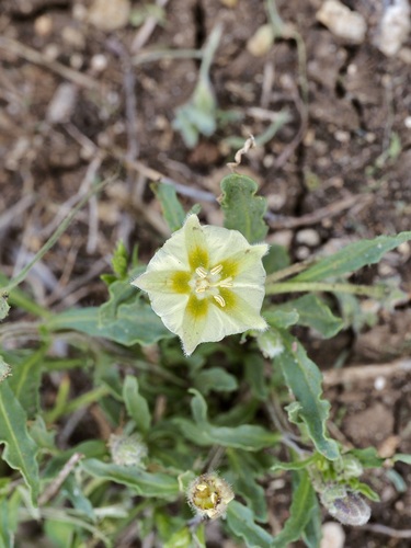 Edwards Plateau five eyes (Chamaesaracha edwardsiana)