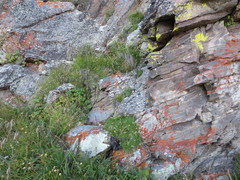 Gypsophila tenuifolia