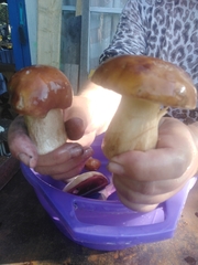 Boletus betulicola