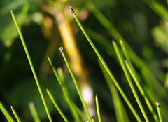 Eleocharis palustris