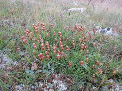 Trifolium polyphyllum
