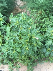 Datura stramonium