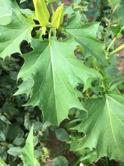 Datura stramonium