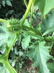 Datura stramonium