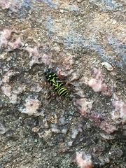 Megacyllene robiniae