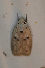 Scythropiodes issikii