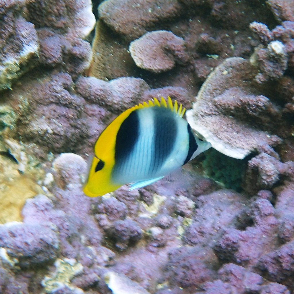 Pacific doublesaddle butterflyfish