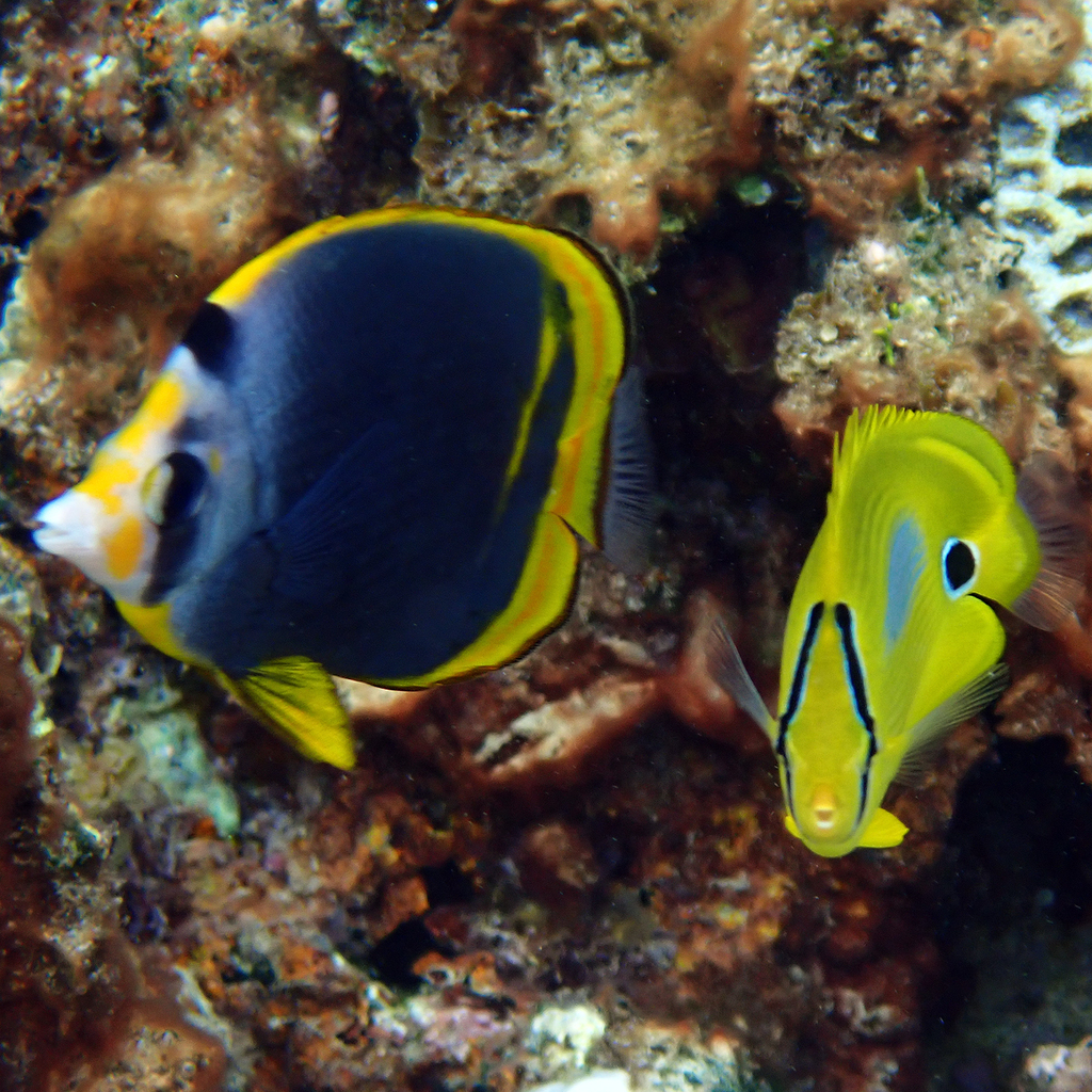 Blueblotch Butterflyfish