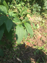 Phytolacca americana