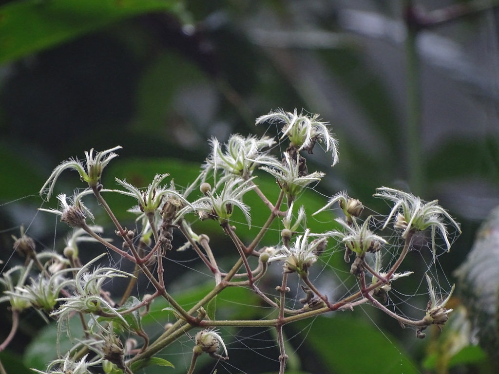 Ceylon Clematis