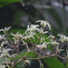 Ceylon Clematis - Photo no rights reserved, uploaded by Ajit Ampalakkad