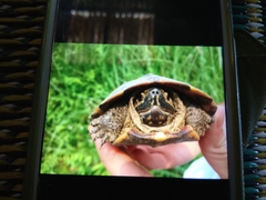 Malayemys macrocephala