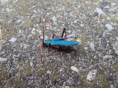 Chloridolum japonicum