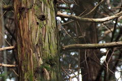 Sitta europaea hondoensis