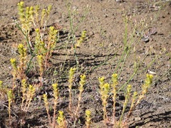 Eriogonum vimineum