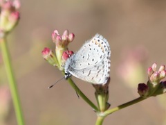 Eriogonum vimineum