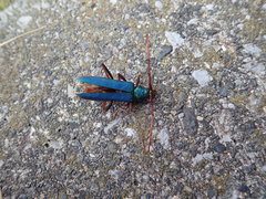 Chloridolum japonicum
