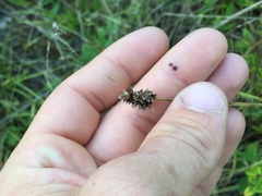 Carex mesochorea