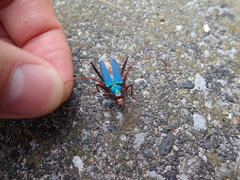 Chloridolum japonicum