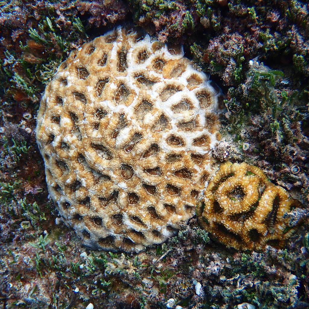 Bowerbanki