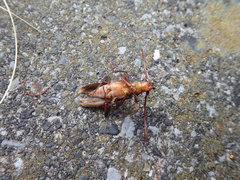 Chloridolum japonicum