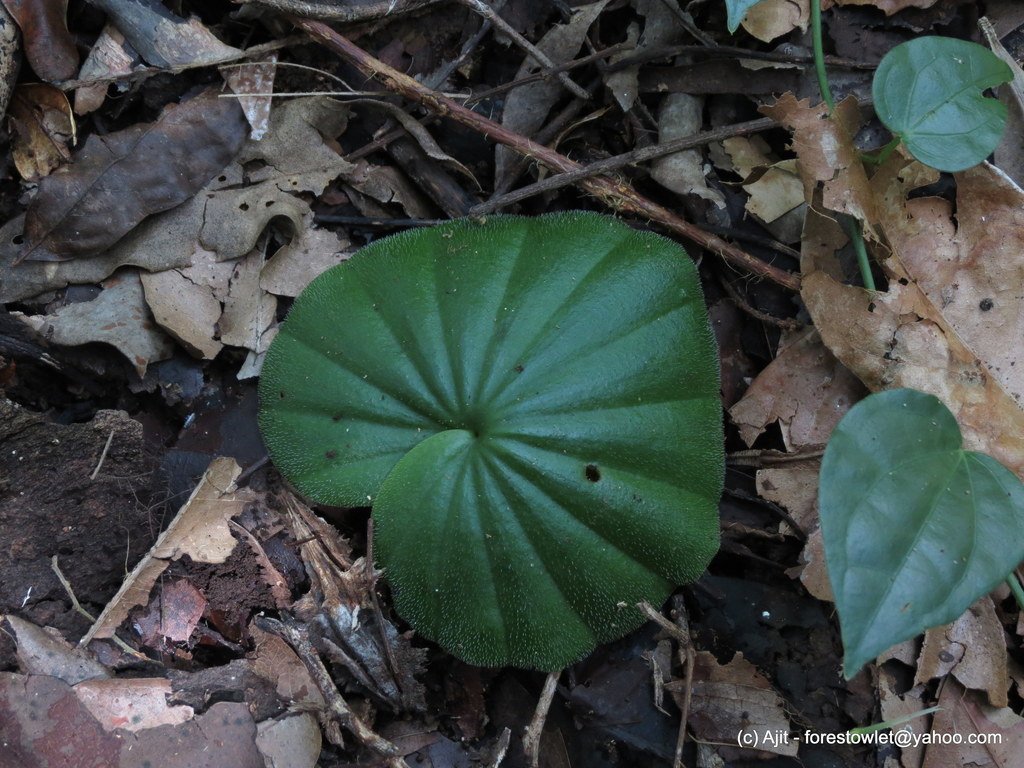 Nervilia simplex