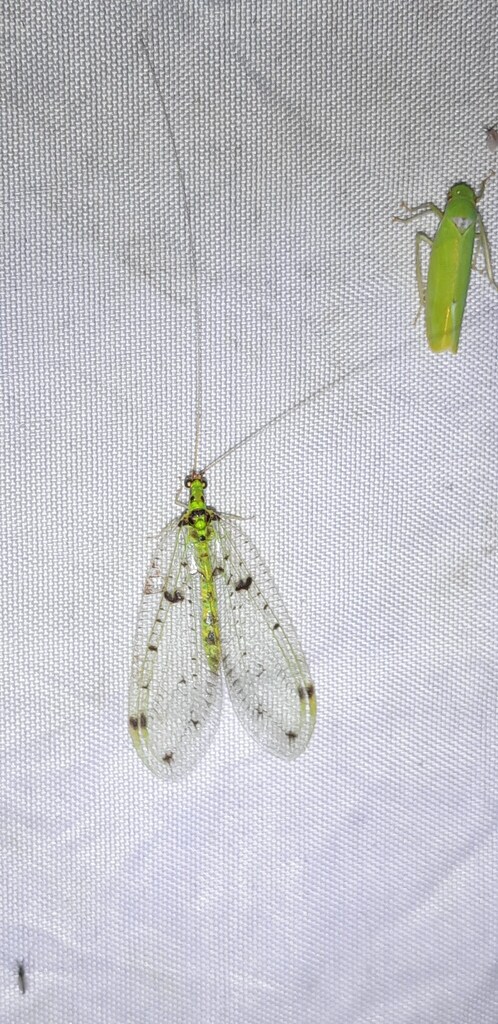 Cacarulla