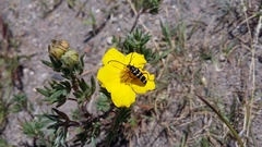 Typocerus sparsus