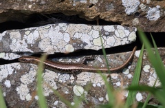 Cryptoblepharus poecilopleurus paschalis