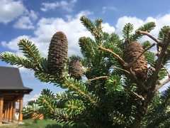 Abies koreana