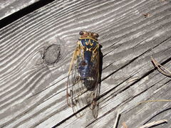 Auritibicen japonicus