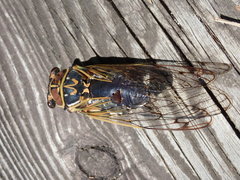 Auritibicen japonicus