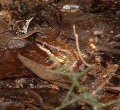 Mannophryne trinitatis