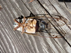 Auritibicen japonicus