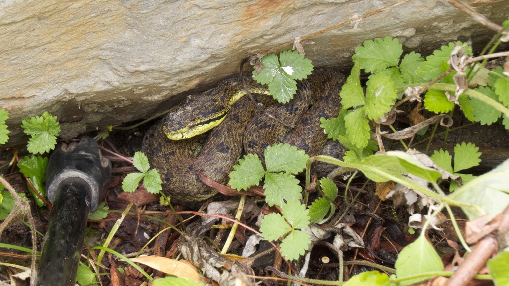 Kham Plateau Pitviper