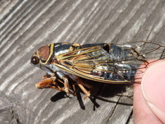 Auritibicen japonicus