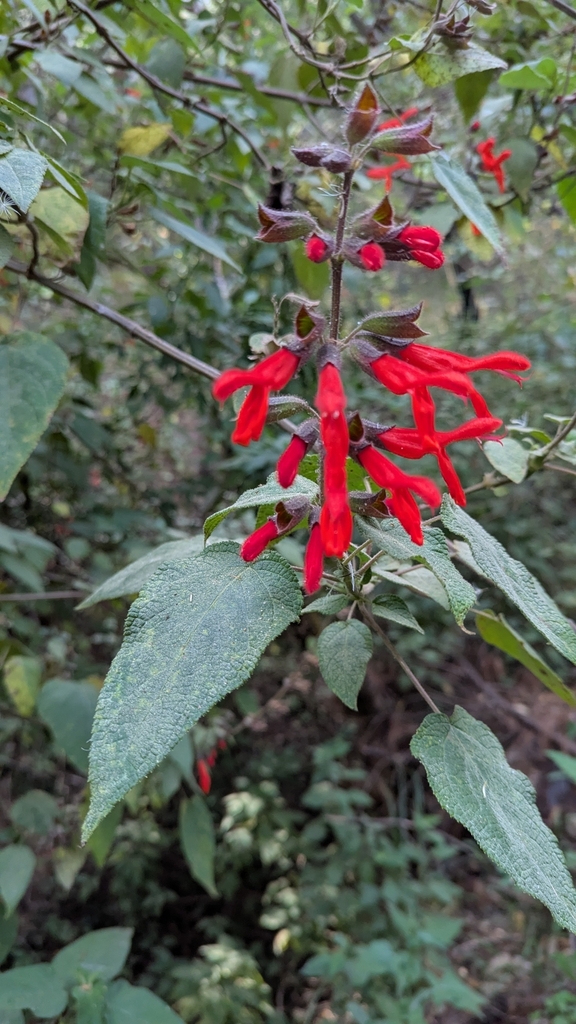 Cardinal Sage from 60276 Mich., México on March 30, 2025 at 09:03 AM by ...