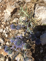 Eryngium amethystinum