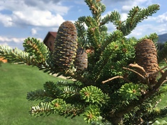 Abies koreana