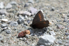 Erebia pharte