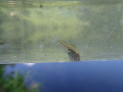 Lepomis macrochirus macrochirus