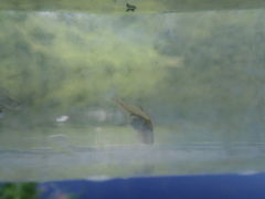 Lepomis macrochirus macrochirus