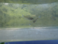 Lepomis macrochirus macrochirus