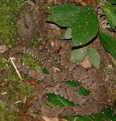 Bothrops atrox
