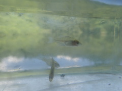 Lepomis macrochirus macrochirus